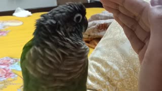 When Your Bird Trusts You