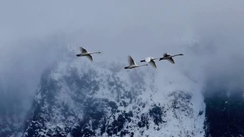 Geese flying