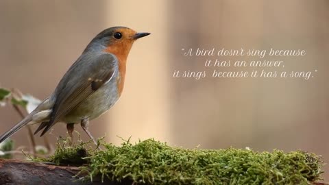 bird quotes