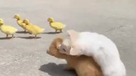 Cute and Adorable Puppy with Animals