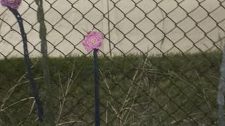 Textiles on the school fence