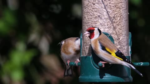 Amazing nature & Wildlife videos, Beautiful birds & animals Relaxing Nature Sound