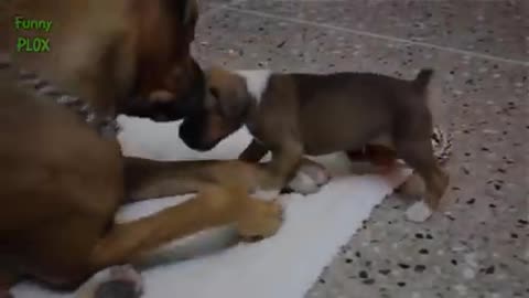 cute puppies playing with bigger dogs