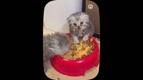 Cute Kittens 🐱 Tiny Kittens part 1