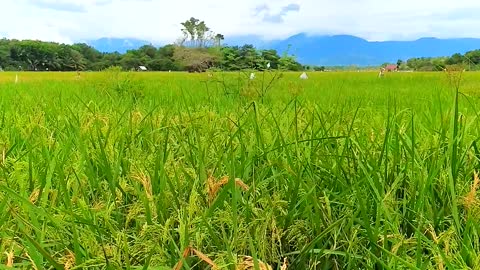 the view of the bright green rice fields in the middle of the rice fields