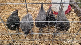 Graham Family Farm: Blue Star Chickens at 9 Weeks