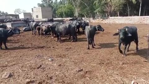 Buffalo Farming #cattles farming