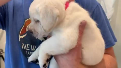 Patty the Pretty Lab Puppy Takes her FIRST Bath Tub