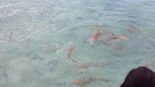 Baby shark feeding in the Maldives