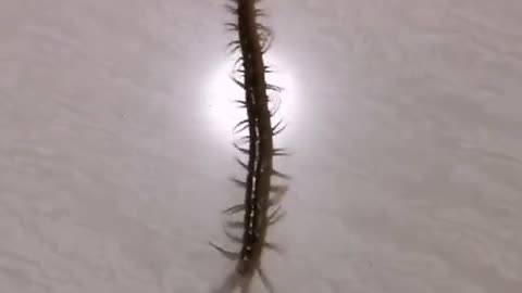 Thousand foot centipede