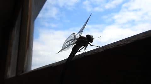 dragonfly on the balcony...