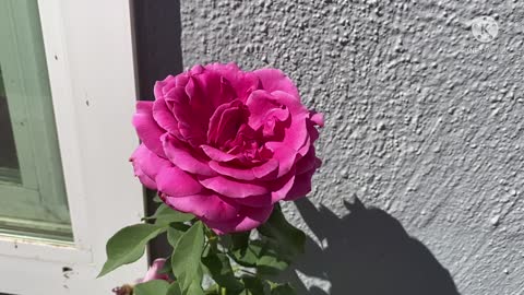 Beautiful Pink Rose