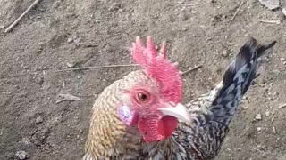 Little Rooster Attacks Camera 🐓