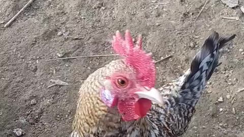 Little Rooster Attacks Camera 🐓