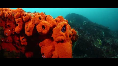 Viaggi Vacanze Immersioni subacquee - Cuba Maldive turismo subacqueo esplorazioni Mar Rosso Med