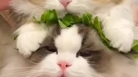 Funny Cat 😍