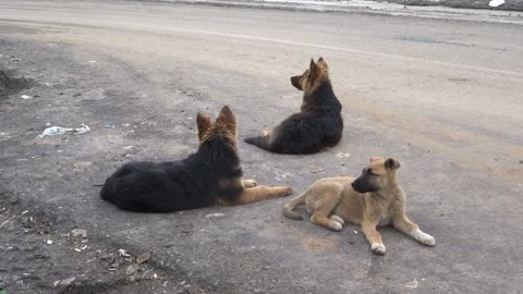 Dogs waiting by the side of the road.