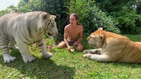 Hand Feeding Tigers with Kody Antle!