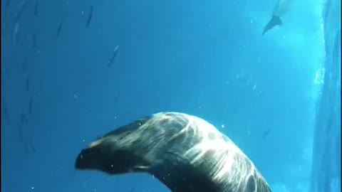 mother whale with baby