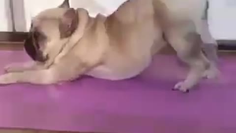 Funny Pug Doing Yoga Training With It's Owner . Cute Dog Video For Yoga ...