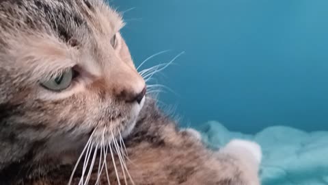 Relaxing Brushing Routine