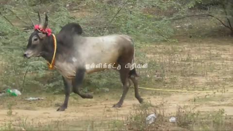 தாத்தாவின் வளர்ப்பு 🥰❤🥰-jallikattu-jallikattu video-Pudukkottai jallikattu-thanjavur jallikattu