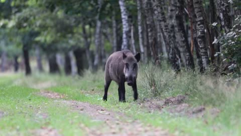 Wild boar approaching _ 2022 _ Veluwe _ 4K