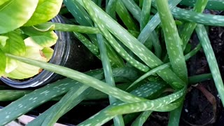 Houseplant need to be repotted during Spring