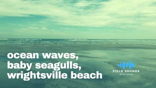 Seagulls moving about on the beach (ambient)