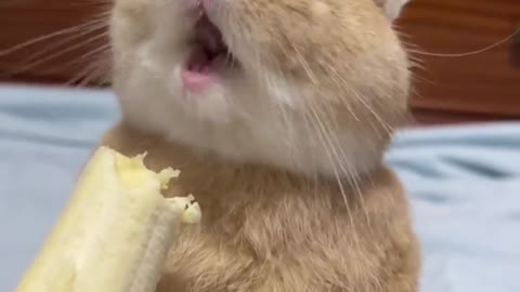 Pet collection, rabbit, bunny eat banana