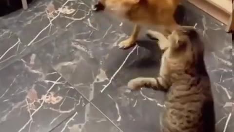 Cat vs dog fight very funny videos😺😼😸😻💪💪👀