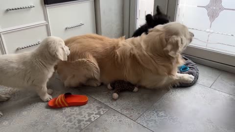 Funny Golden Retriever Playing Like a Little Puppy