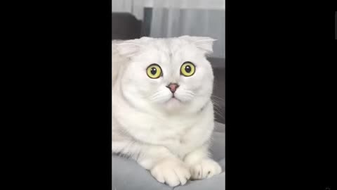 Cat Laughing Funny Moments