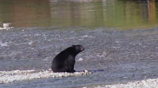 Vancouver Island Black Bear