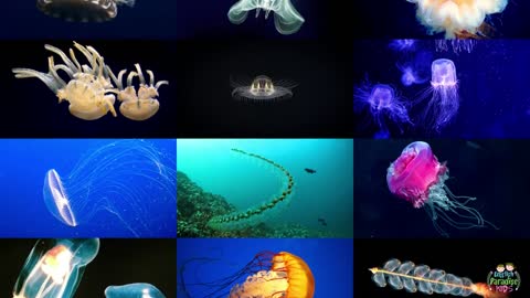 English-Sounding Jellyfish for Kids (and Photos)