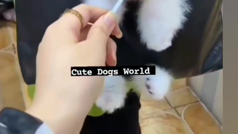 New Dog 🐕 video