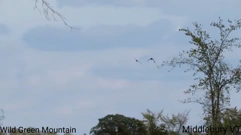 Harrier Chasing Crow - Middlebury VT