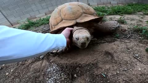 We Found a Baby Tortoise! - Morning Routine-3