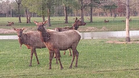 Exotic Animal Farm TX, Elk?