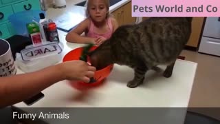 Adorable but very mischievous kittens Great compilation to die laughing