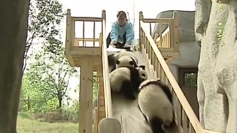 Cute pandas playing on the slide