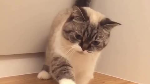 Collection of cute and funny cats