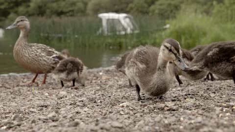 Sounds of ducks and swimming in the wate 2r