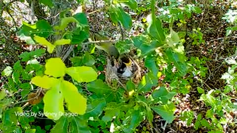 Welcome to Balcones Canyonlands National Wildlife Refuge_1