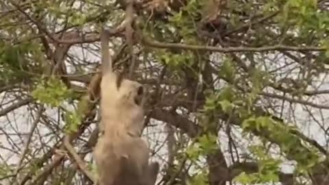 Tiger attack monkey on tree#shorts#animals#planetanimals