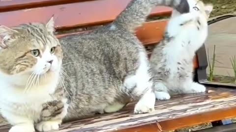 cute cat very funny moment