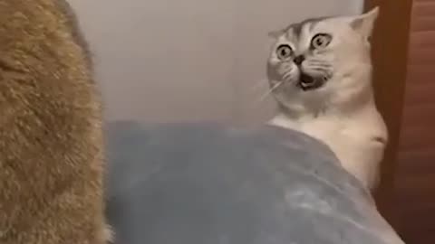 TWO CAT FIGHT TIME FUNNY REACTION VIDEO😂😁😀😂😂🤣🤣😃😃😄😄😄