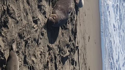 Elephant seals