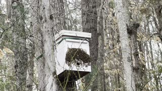 A Colony of Honeybees Leaving 'our' 2023 Swarm Hive to Locate Another Hive & Increase Their Numbers! 💕🐝👏