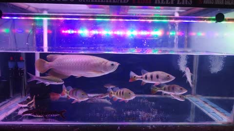 Predator Fish Asian Arowana/Asian dragon fish/Banjar Red Arowana